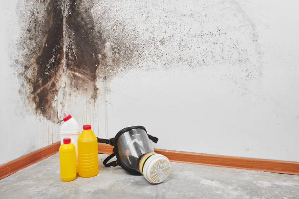 Mold Removal and Inspection in South Hempstead, NY