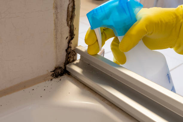 Best Black Mold Removal  in South Hempstead, NY