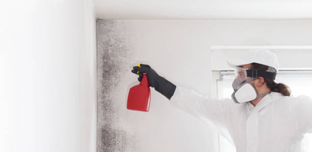 Best Residential Mold Removal  in South Hempstead, NY