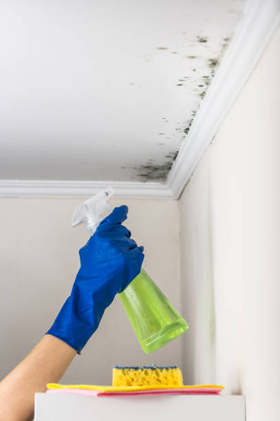 Best Attic Mold Removal  in South Hempstead, NY